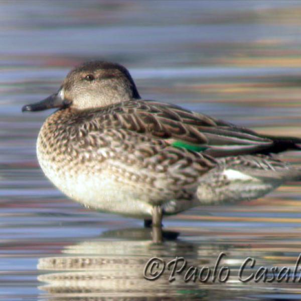 Alzavola---Anas-crecca---Teal